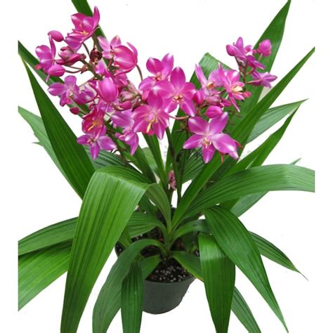 lowes orchids.
